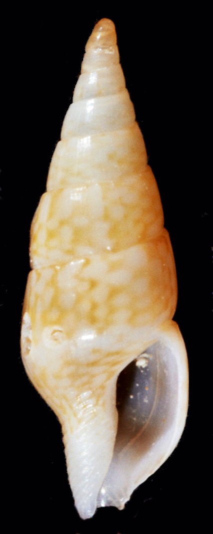 Mitrella minor